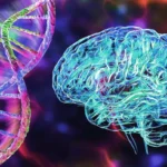 Enzyme Repairs DNA to Prevent Brain Disorders
