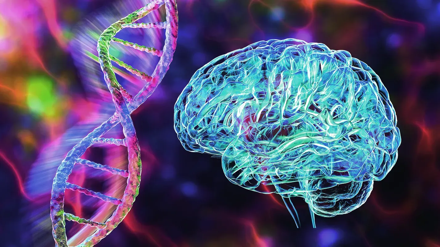 Enzyme Repairs DNA to Prevent Brain Disorders 1 Enzyme Repairs DNA to Prevent Brain Disorders
