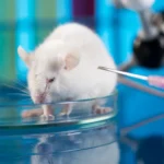 Mice Experience Rubber Hand Illusion