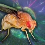 Fruit Flies’ Small Neuron Network Defies Navigation Theories