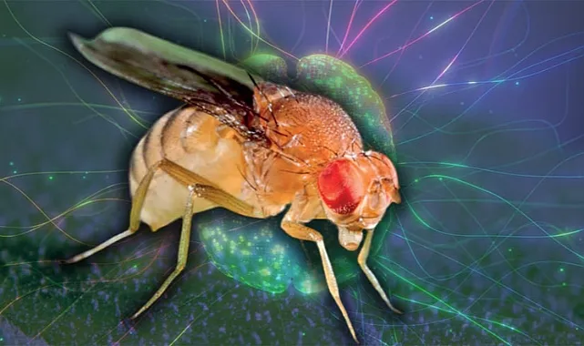 Fruit Flies’ Small Neuron Network Defies Navigation Theories