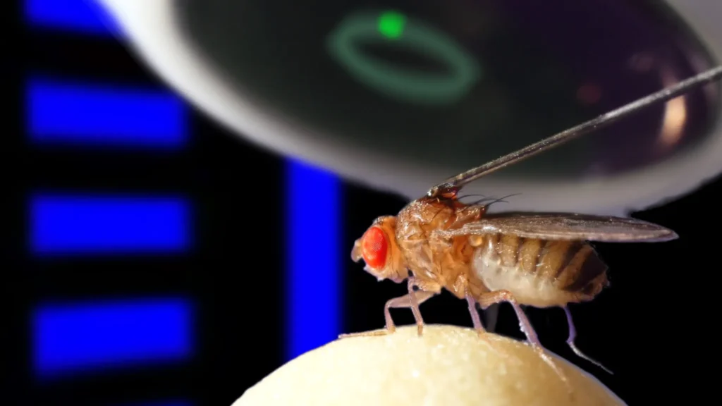 The new theory demonstrates that even tiny neural networks, like those in fruit flies, can form a highly accurate internal compass. Credit: StackZone Neuro